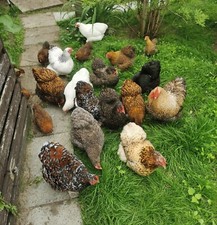 6 galline nane Orpington uova da cova BE uova truppa colorata, molti colori, razza pura
