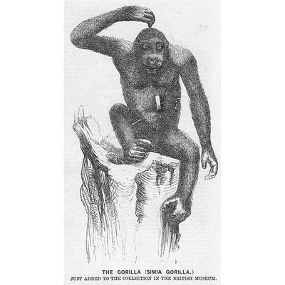 GORILLA A Specimen in the British Museum - Antique Print 1859