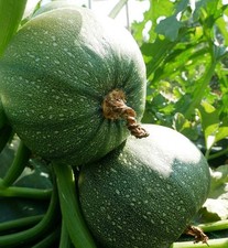 20 - Squash Seeds - Authentic New Harvest of Premium - Round Zucchini - A 74