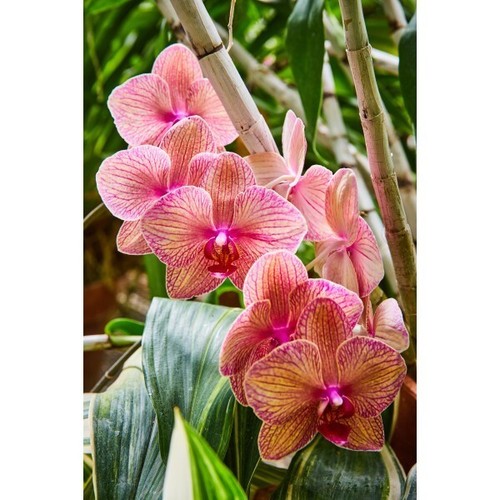 Farm Plastic Supply - Bamboo Garden Stakes - 4 & 7ft Long - Picture 4 of 4