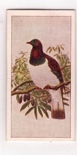 Wills (NZ) New Zealand Birds 1925 #39 Kuku