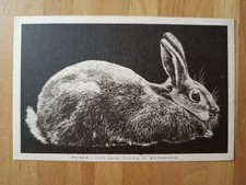CARTOLINA POSTALE - RAZZA CONIGLIO FULVO DI BORGOGNA - UFFICIO AGRARIO MILANO