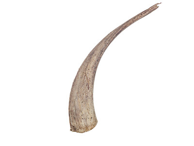 Goat Horn Cores for Craft Projects:  12''+ (318C-XXL-AS) Y3D