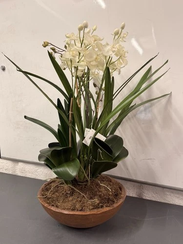 Uttermost Hand-Painted Garden of Moth Orchid Planter, Natural Brown Dish # 60039 - Picture 2 of 9