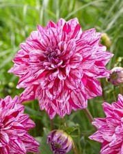 1 "Santander" Decorative Dahlia - Large Size 1 Bulb - US Seller