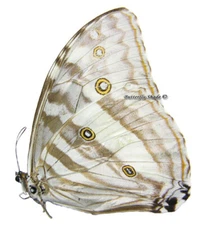Unmounted Butterfly/Morphidae - Morpho eugenia uraneis, FEMALE, A-