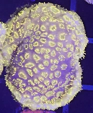 [WYSIWYG] WWC Golden Pavona Frag #1 Easy SPS Live Coral