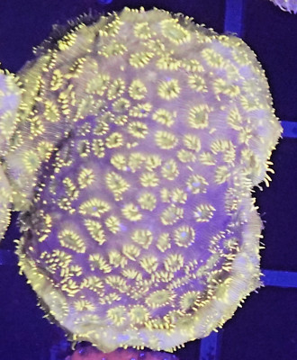 [WYSIWYG] WWC Golden Pavona Frag #1 Easy SPS Live Coral