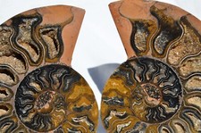 Large Black Ammonite PAIR Crystals 110myo Dinosaur age FOSSIL 133mm 5.2" 9765aa