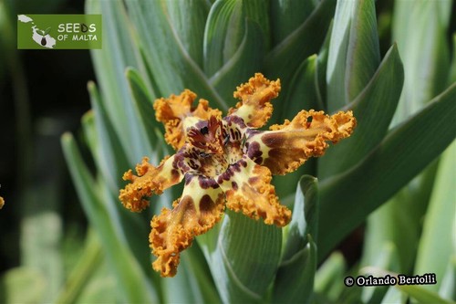 Ferraria crispa, F. undulata, Starfish lily, Starfish iris, 20-100 fresh seeds - Picture 8 of 12