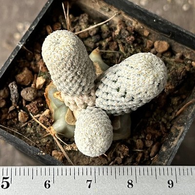 A10-1651 Cactus strobiliformis VM729, San Isidro, SLP (Grafted)