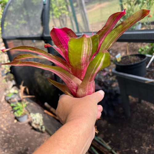 Neo SWEET VIBRATIONS - Medium Sized Grower - Neoregelia / Bromeliad - Picture 8 of 12