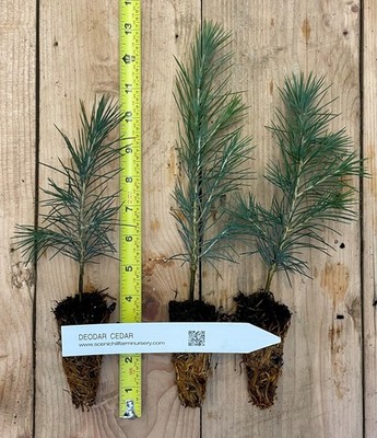 Cedrus deodara (deodar cedar, Himalayan cedar) - 6-12 inch potted seedlings