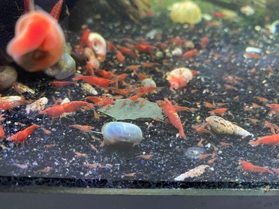 breeding shrimp for fish food