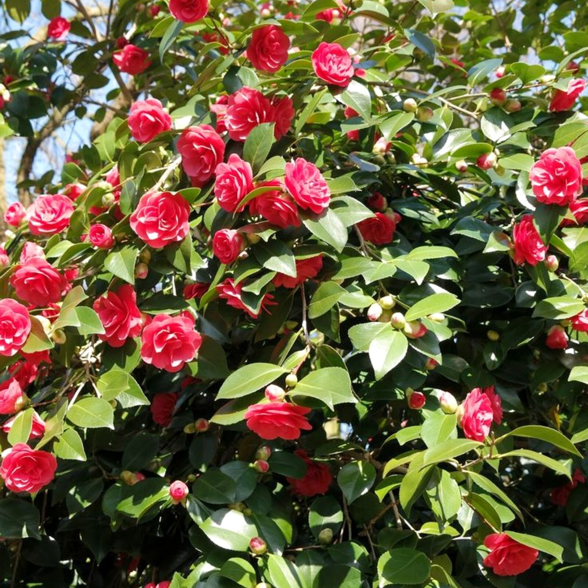 Camellia japonica 2 x Lady Campbell Plants in 9cm Pots - Spring