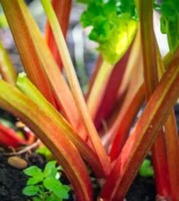 VICTORIA  RHUBARB HEIRLOOM 15 SEEDS  NON-GMO   FREE  SHIPPING