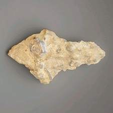 Vintage Dudley Fossil Limestone Slab, Multiple Marine Fossils Display Specimen