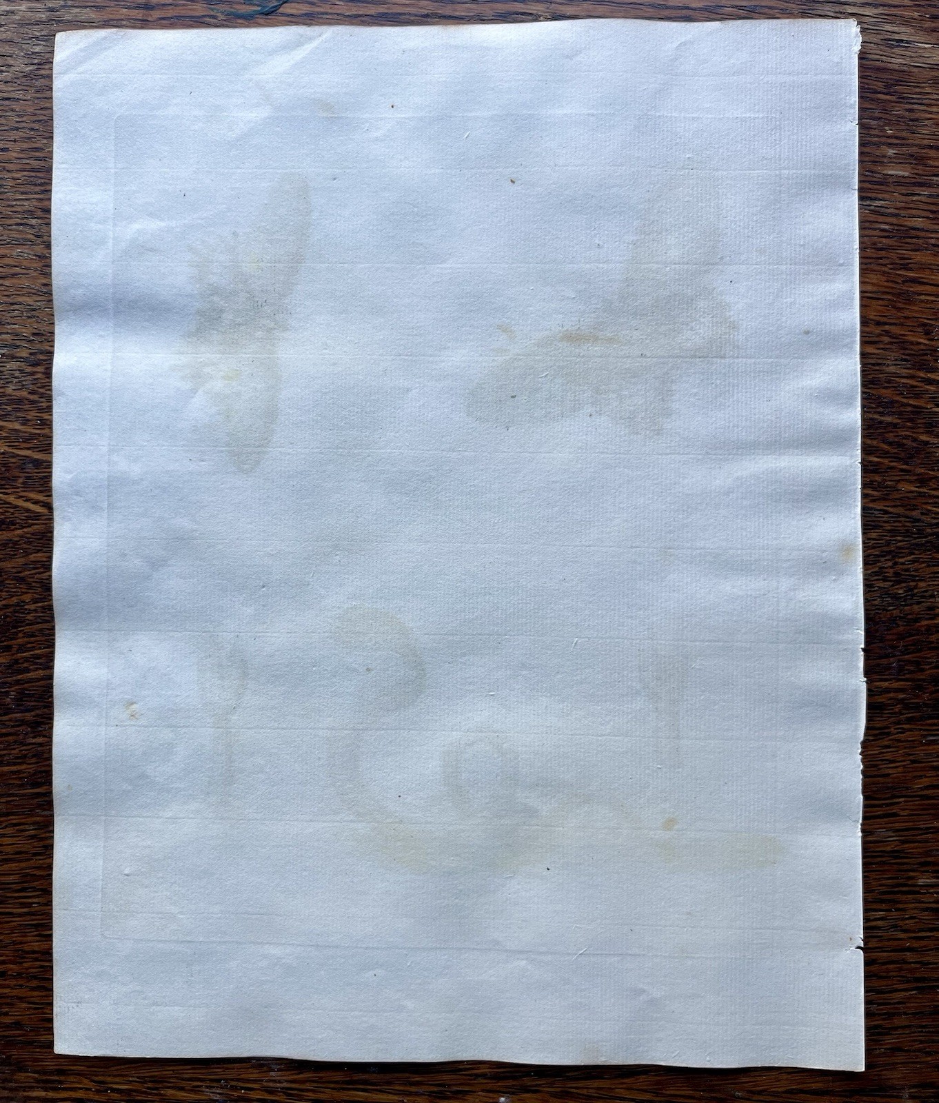 Antique 1748 George Edwards Butterfly Two Headed Snake Barbados Original Etching