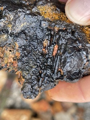 Large RARE Crinoid Black Specimen with Multiple Segmented Stems in Matrix