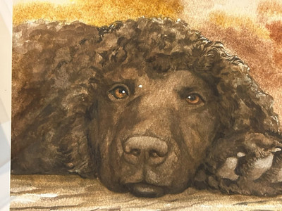 Irish Water Spaniel 8 x 10 print by Van Loan