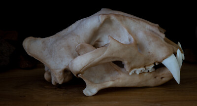 Tiger Skull Replica - Large Adult - High Quality Piece - FREE delivery