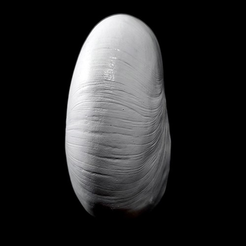 Resin White Nautilus feature seashell 11cm x 8cm - Picture 6 of 7