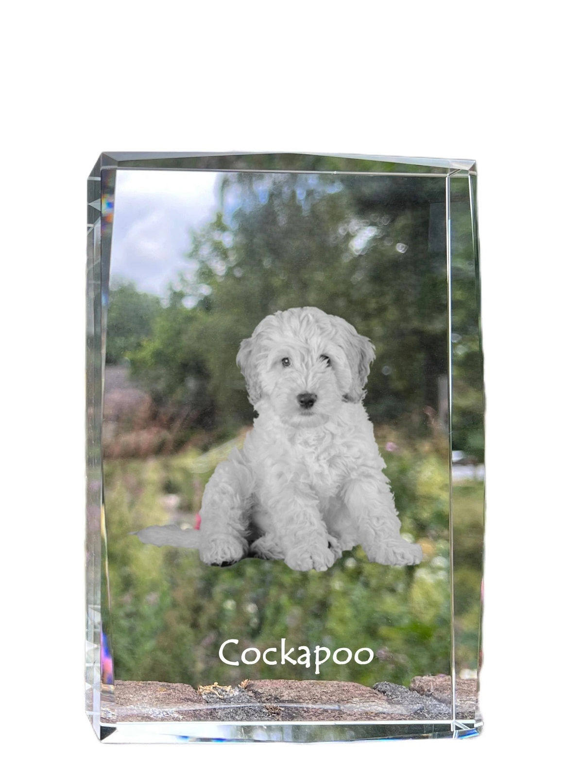 Cockapoo, Cockerpoo, Cockerdoodle - crystal with a picture of a dog, photo in gl