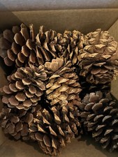 Lot 24 Extra Large Ponderosa Pine Cones 3-5 l...
