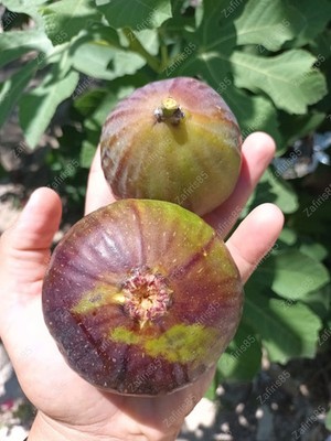 2 x ''Ionias'' Feigensteckling aus Zypern