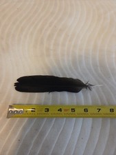 Crow Feather -- Good Condition, Real Authenti...