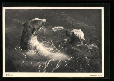 Munich, two polar bears bathing in the zoo, postcard 