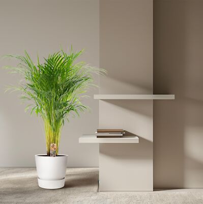 Areca-Palme - Ø21cm -  110cm - Beliebte tropische Zimmerpflanze für gesundes Rau
