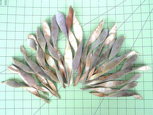 24 DRIED WISTERIA POD HALVES COLLAGE FLORAL DECOR ASSEMBLAGE MORE #1