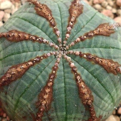 Euporbia obesa BROWN ARROW MARKINGS T93 (botanical archive) no crested copiapoa