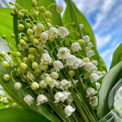 再値下げシュタイフ　Lily of the Valley Lily of the Valley Roots (10-Pack) | eBay