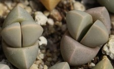 Lapidaria margaretae 25 Samen, lebender Stein, Kaktus, Sukkulente