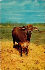 Brahman Heifer Postcard Maxtone VTG UNP Vintage Unused Chrome