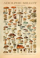 Adolphe Millot Vintage Mushroom Science Print, Fungi Botanical Poster Picture