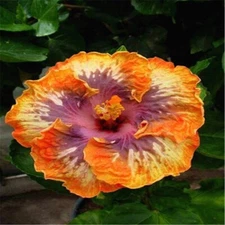 20 SEEDS Orange Purple HIBISCUS flower exotic garden/house plant USA Seller