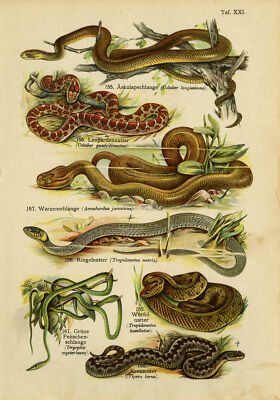 Antiker Druck-GEMEINSAME ADDER-GRASSCHLANGE-RATTENSCHLANGE-ÄSKULAPSCHLANGE-Schleyer-1890