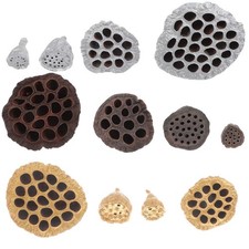 12 Pcs Nat&uuml;rliche Lotus-Samenkapsel Wohnkultur Heimdekoration Getrocknete