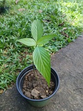 St. John's Bush (Justicia secunda)