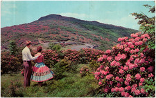 Craggy Gardens Rhododendrons Blue Ridge Parkway North Carolina Chrome Postcard