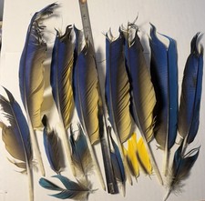 7 +DAMAGED Blue And Gold Macaw Feathers, approx. 9-11  long-naturally molted