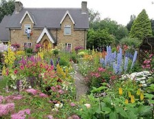 20 Cottage Garden Flowers Baby Plants, Organic Plants From Our Garden, UK Grown
