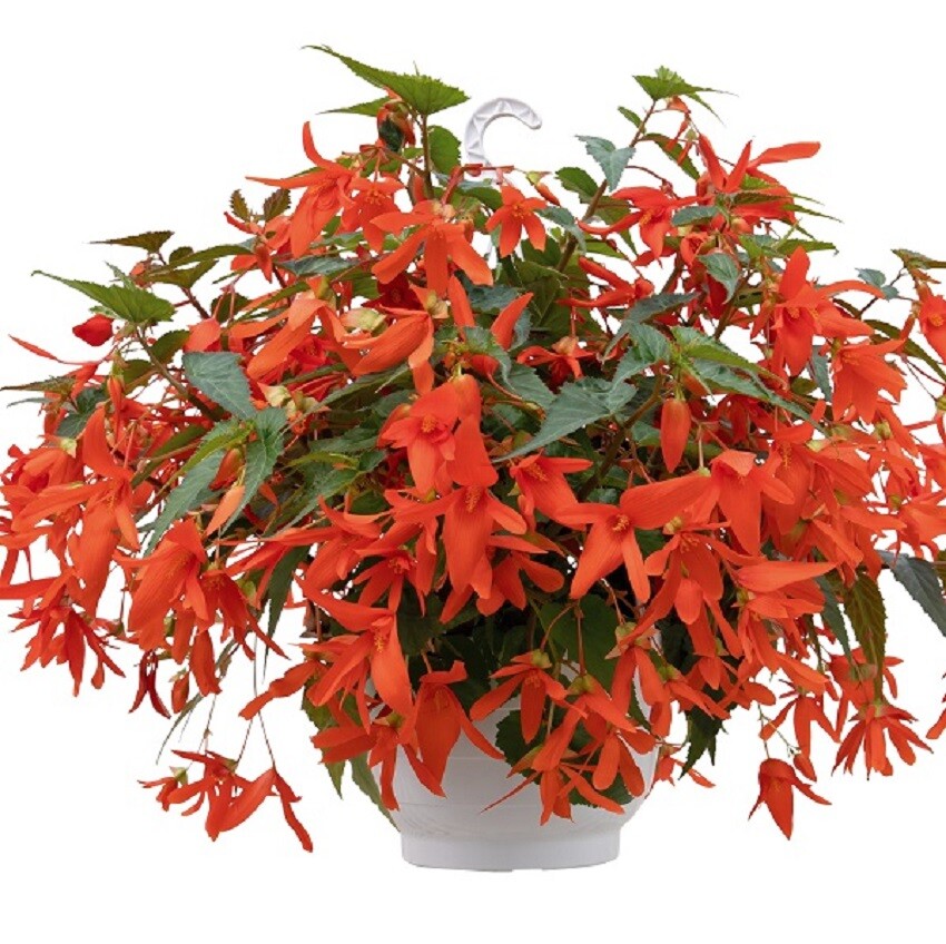 希少❣️Begonia sp. temuyuk ベゴニア テムユク 卵葉 特選株 観葉植物