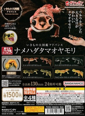 Ikimono Encyclopedia Advance Knob-tailed Gecko complete set 4 Capsule Toy NEW