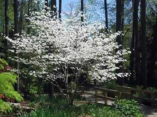 White Flowering Dogwood, Cornus florida, Tree Seeds