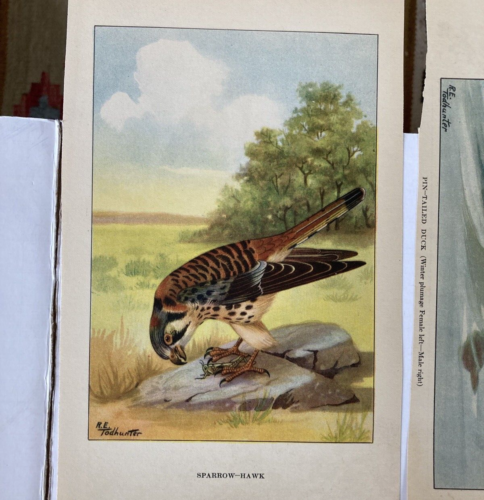 Páginas de libro vintage litografías a color pájaros búho loon ilustrado R.E. Todhunter años 20 - Imagen 11 de 18