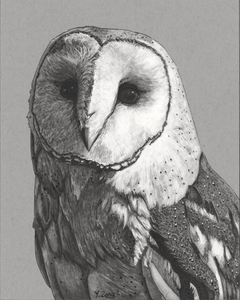 Fine Art Print Of Original Ink Drawing Barn Owl Animal 8x10 Ebay